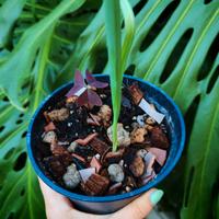 Pianta Oxalis Triangularis Viola + Bulbo Allium  