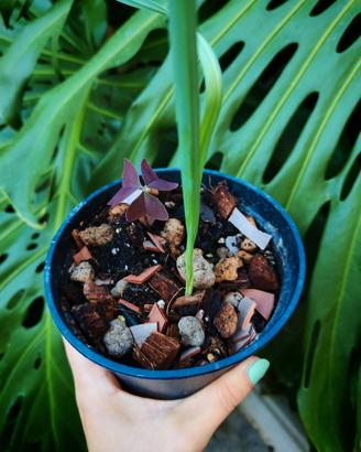 Pianta Oxalis Triangularis Viola + Bulbo Allium  
