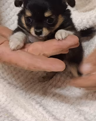 Cuccioli Chihuahua