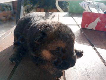 Paste tedesco cucciolo