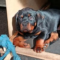 Cucciolo Rottweiler