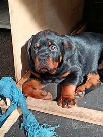 Cucciolo Rottweiler