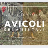 Galline ornamentali