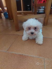 Cucciolo maltese