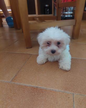 Cucciolo maltese