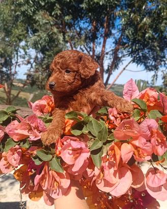 Barboncino Toy Red Pedigree Enci