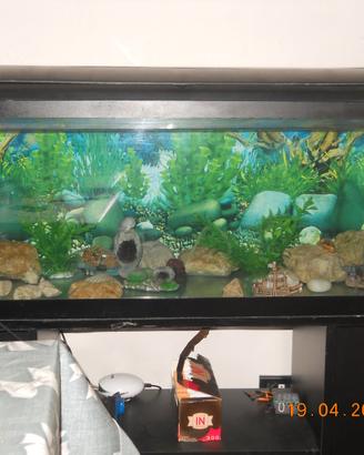acquario 