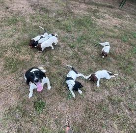 Springer Spaniel Inglese