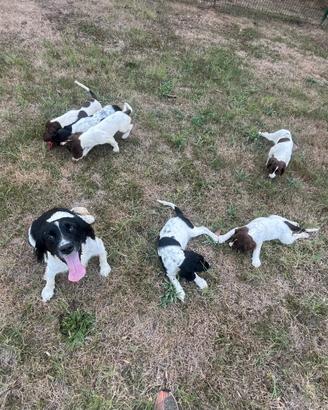 Springer Spaniel Inglese