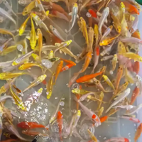 Pesci acquario laghetti tutto