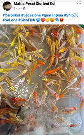 Pesci acquario laghetti tutto