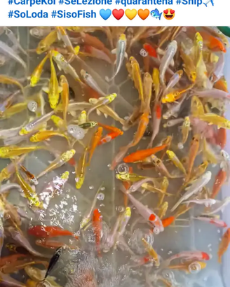 Pesci acquario laghetti tutto