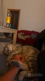 Chico e Icaro, 1 anno, gatti maschi