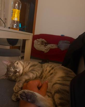 Chico e Icaro, 1 anno, gatti maschi