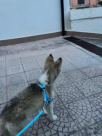 Siberian husky