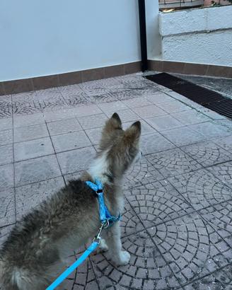 Siberian husky