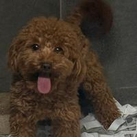 Barboncino Toy 24 cm MASCHIO