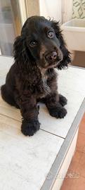 Cocker spaniel Inglese