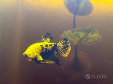 Betta Black Samurai,Crowntail,Candy Galaxy