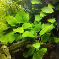 Piantine Anubias Batteri Nana