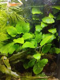 Piantine Anubias Batteri Nana
