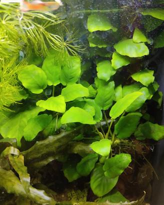 Piantine Anubias Batteri Nana