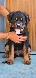 Cucciole di Rottweiler