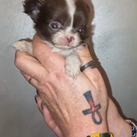 Chihuahua cioccolato