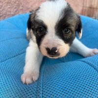Cuccioli border collie