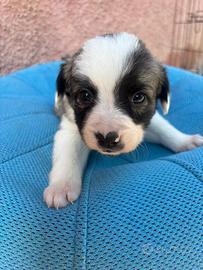 Cuccioli border collie