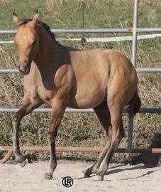Remuda beauty bucky