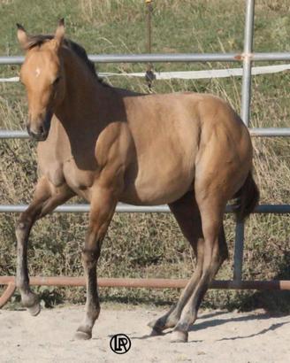 Remuda beauty bucky