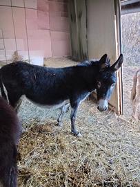 Asina gravida 4 anni