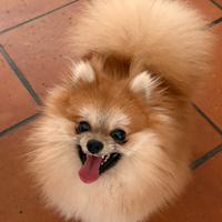 Maschio un anno razza pura spitz di pomerania