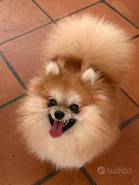 Maschio un anno razza pura spitz di pomerania