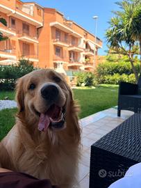 Golden retriever da monta