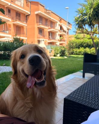 Golden retriever da monta