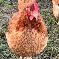 Galline ovaiole e miste