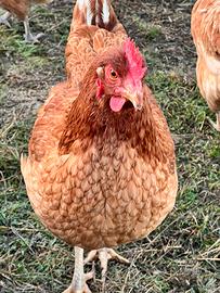 Galline ovaiole e miste