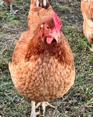 Galline ovaiole e miste