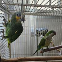 Amazzone più parrocchetto