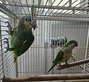 Amazzone più parrocchetto