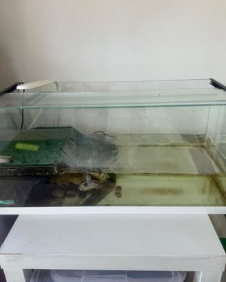Acquario 70 L con isolotto e 2 tartarughe
