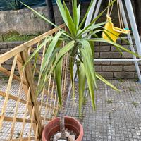 Yucca in vaso