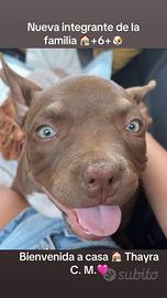 American bully femmina