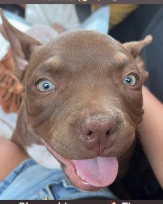 American bully femmina