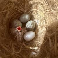 Canarini timbrado o portoghesi