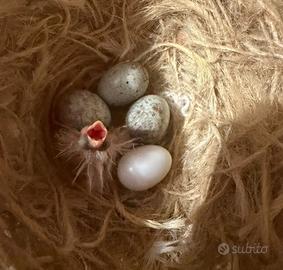 Canarini timbrado o portoghesi