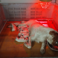 Cuccioli Setter inglese