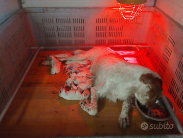 Cuccioli Setter inglese